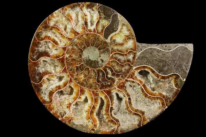 Agatized Ammonite Fossil (Half) - Crystal Chambers #115327